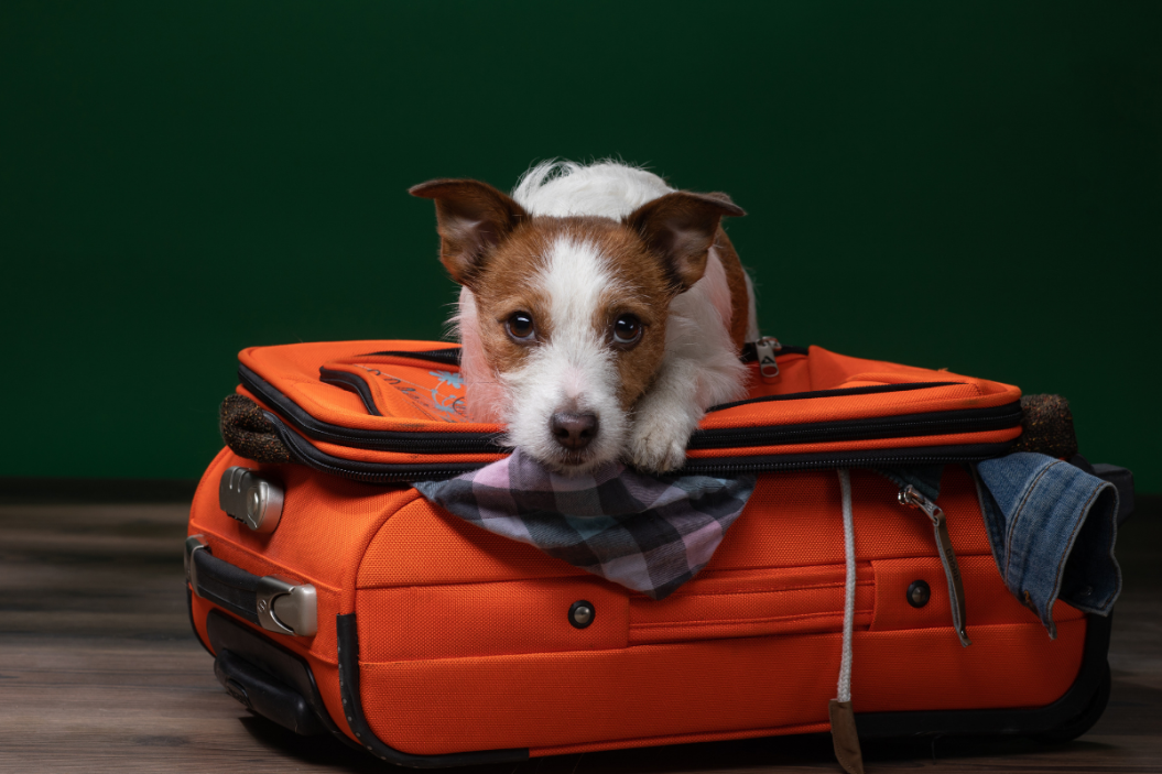 Emotional support dog on luggage.