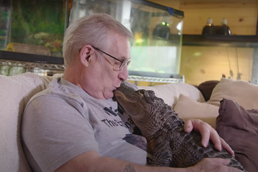 Wally the emotional support alligator.