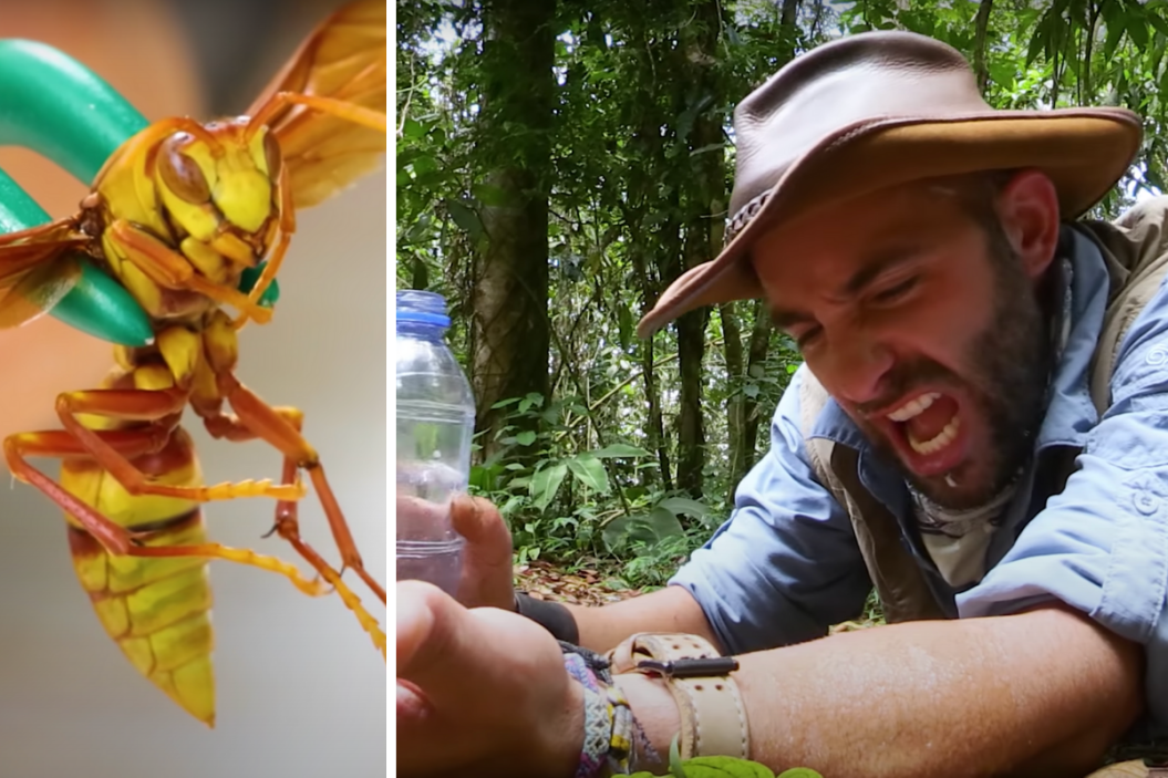 Executioner Wasp stings YouTuber.