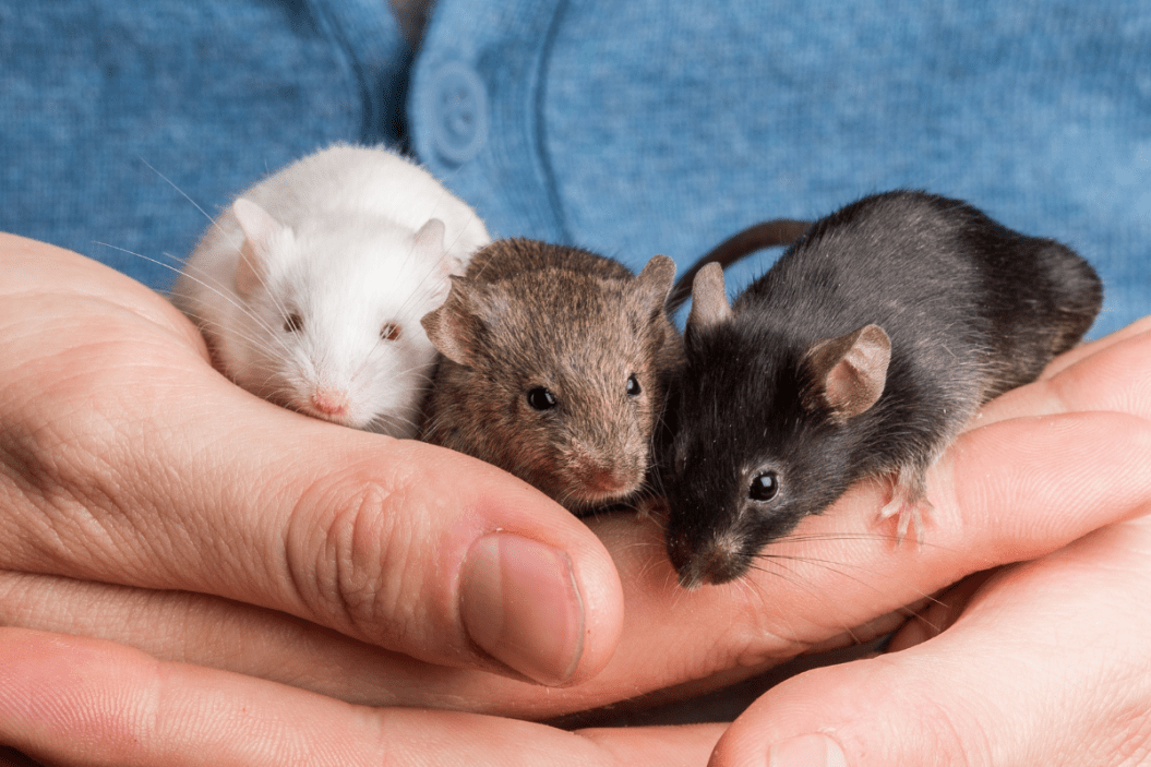 Pet gerbils sit in owner's hands.