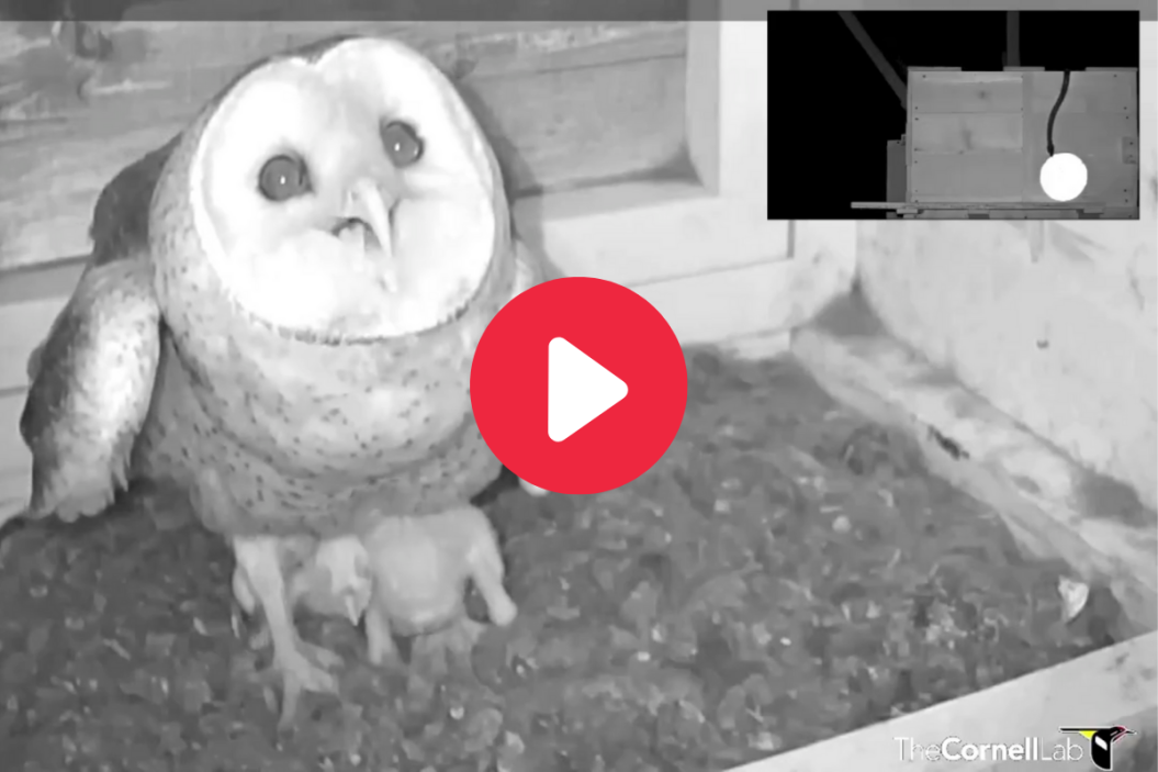Mother owl battles snake.