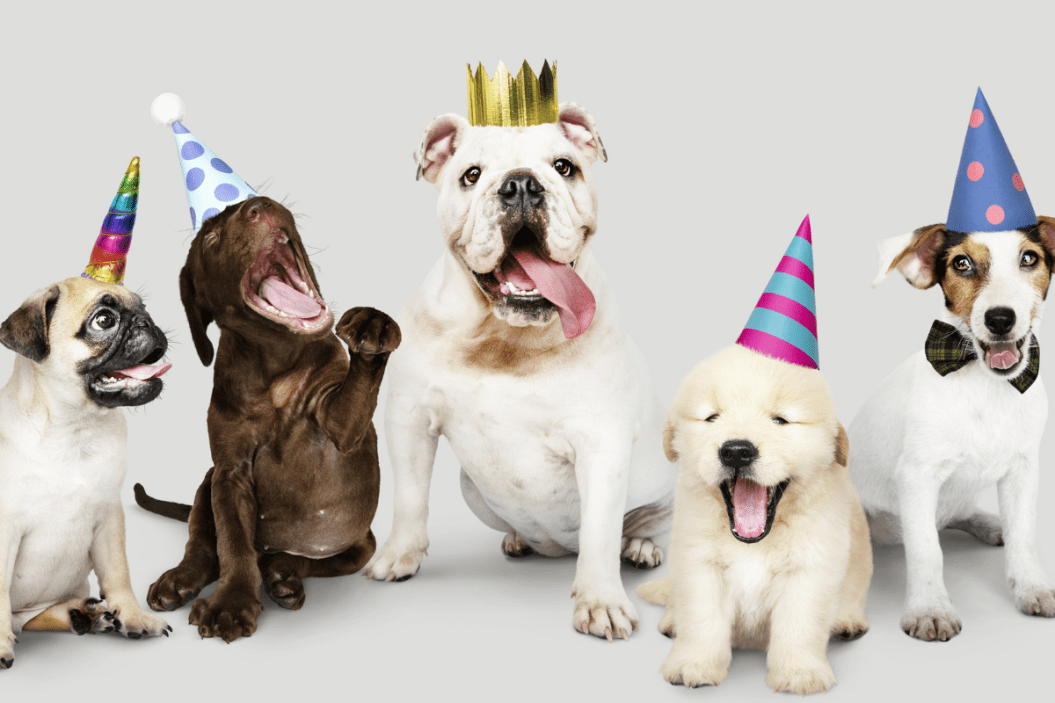 Dogs celebrating National Love Your Pet Day