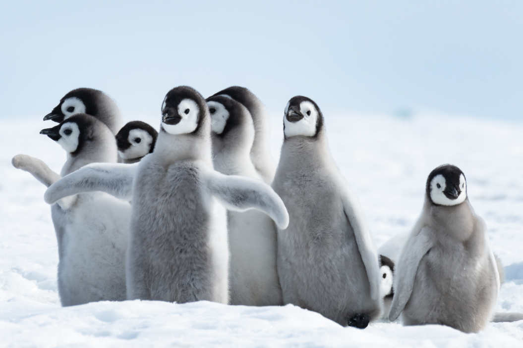 Penguins group together on the ice.