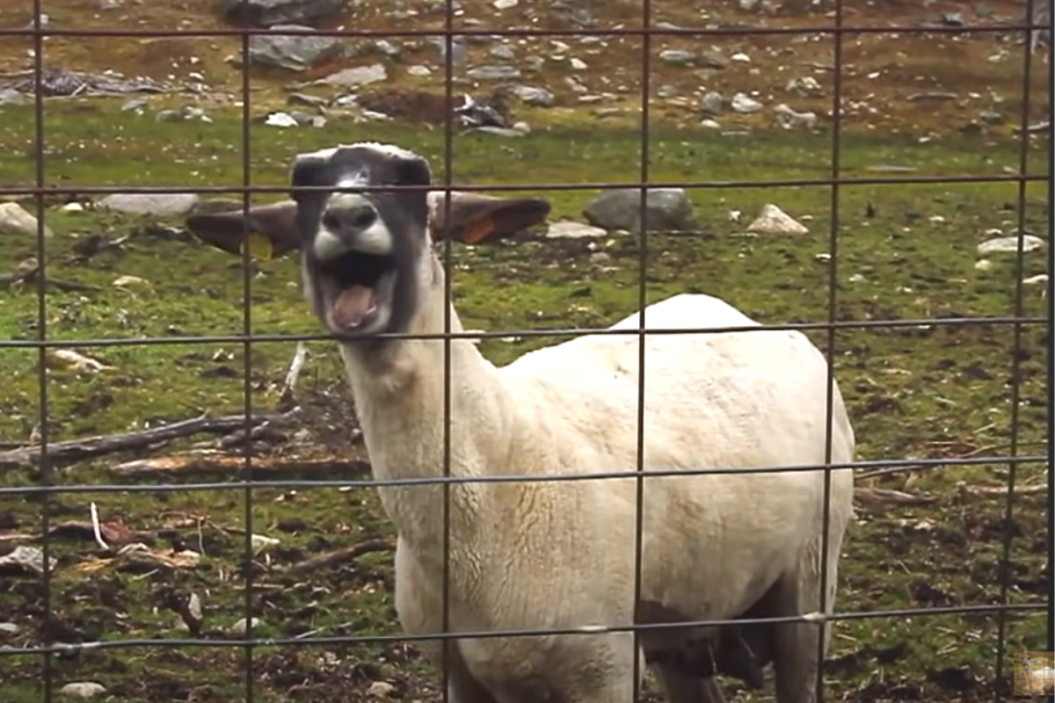 Sheep screams in its pen.
