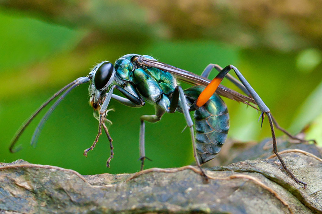 Close up of a tarantula hawk wasp.