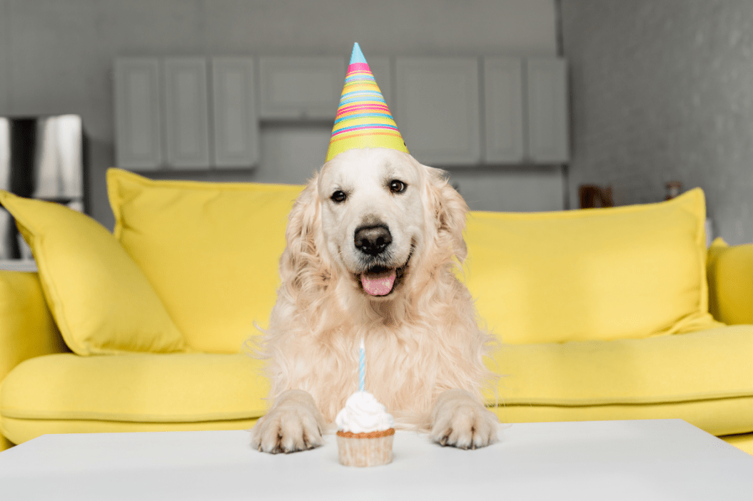 National Golden Retriever Day