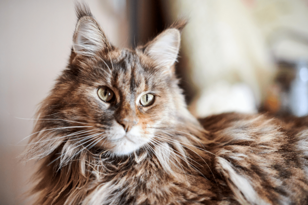 Long Haired maine coon cat.