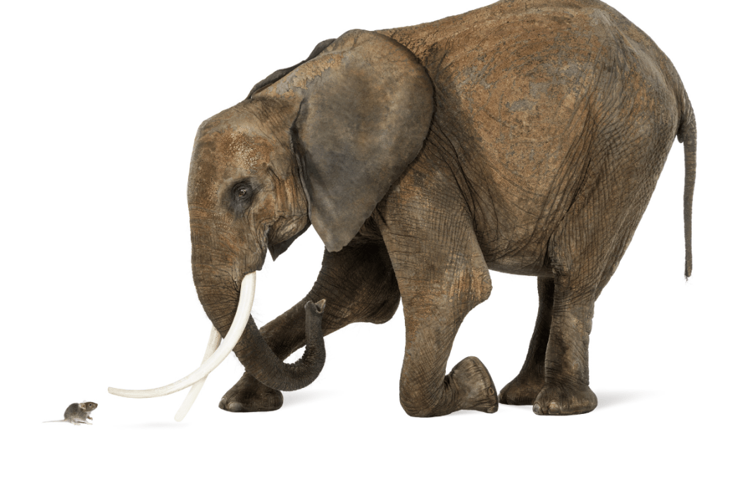 Elephant meets little mouse.
