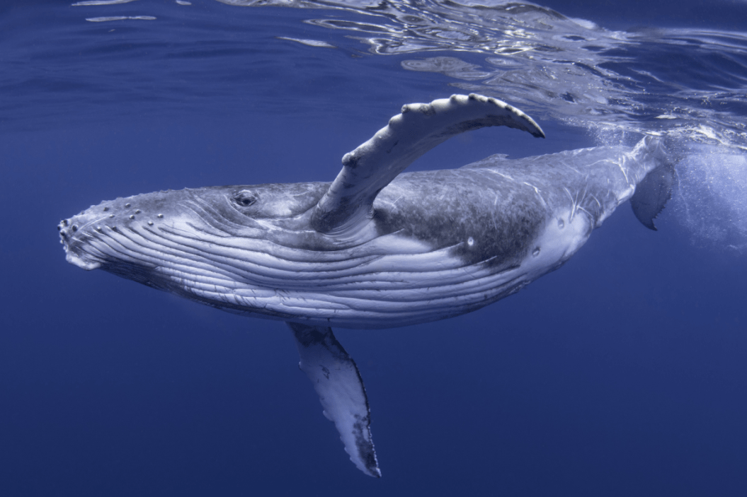 Whale dives into the water.