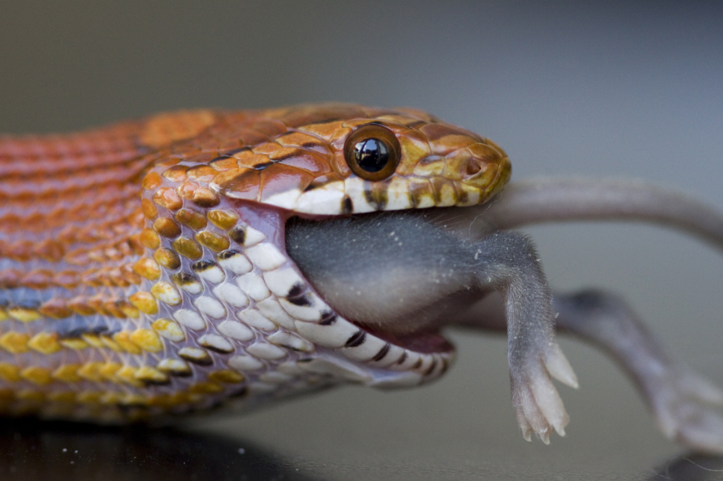 Snake eats a mouse.