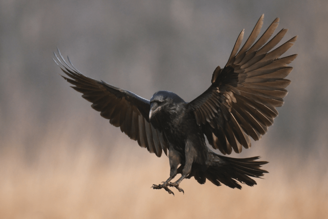 Crows comes in for a landing.