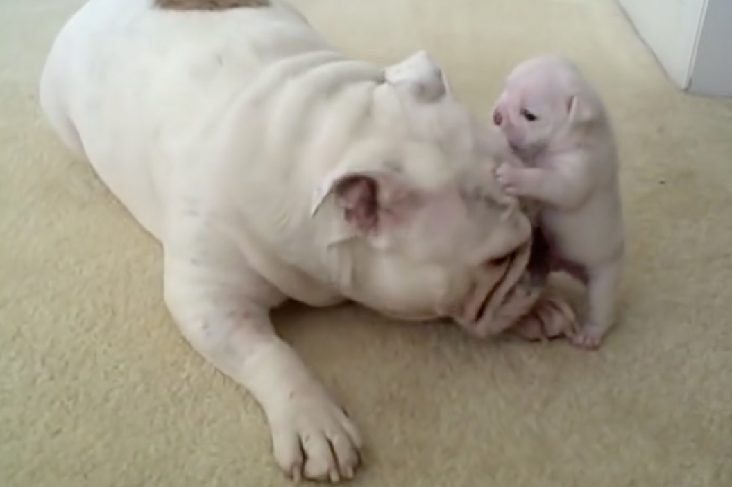 bulldog puppy tantrum