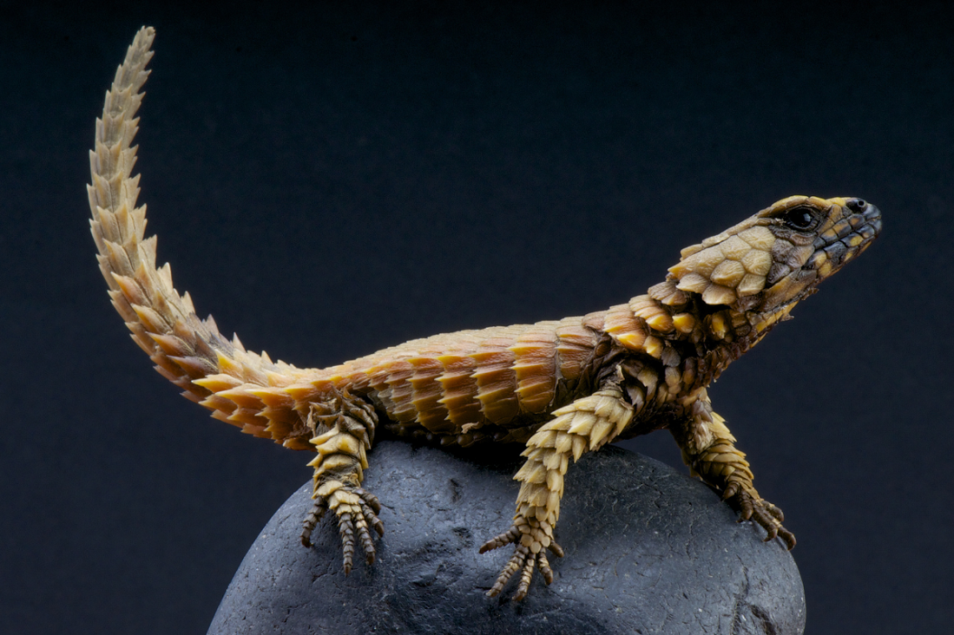 Armadillo Lizard stretches its body out.