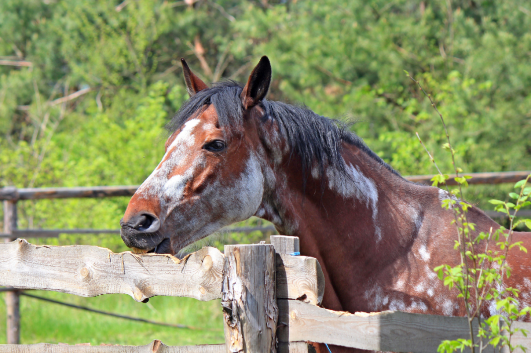 Horse looks over fence.