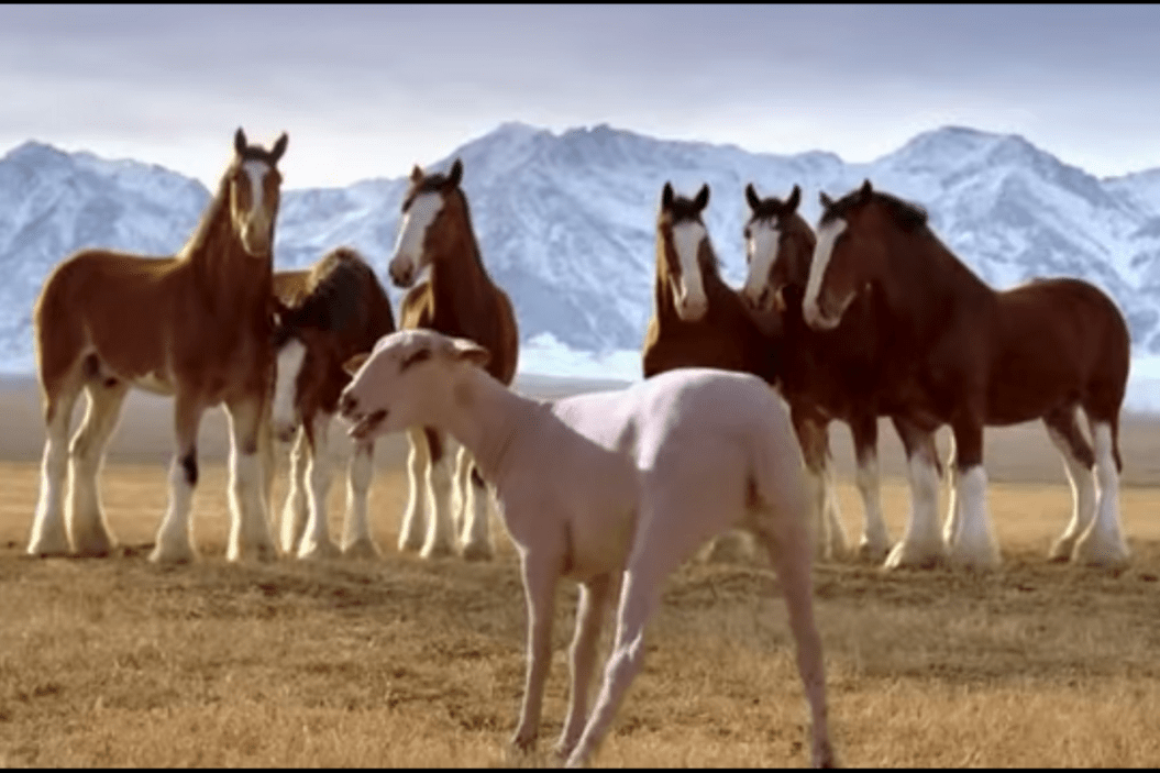 Budweiser Streaker Commercial