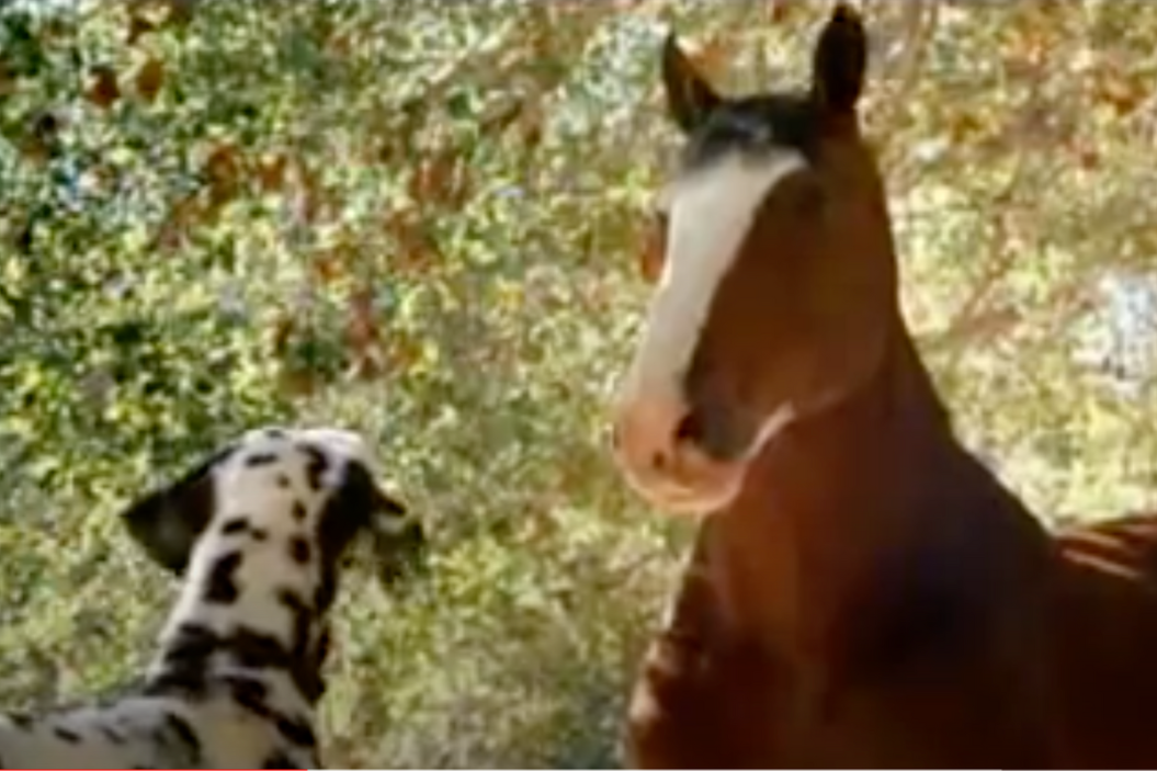 Hank the Clydesdale is trained by a Dalmatian pup