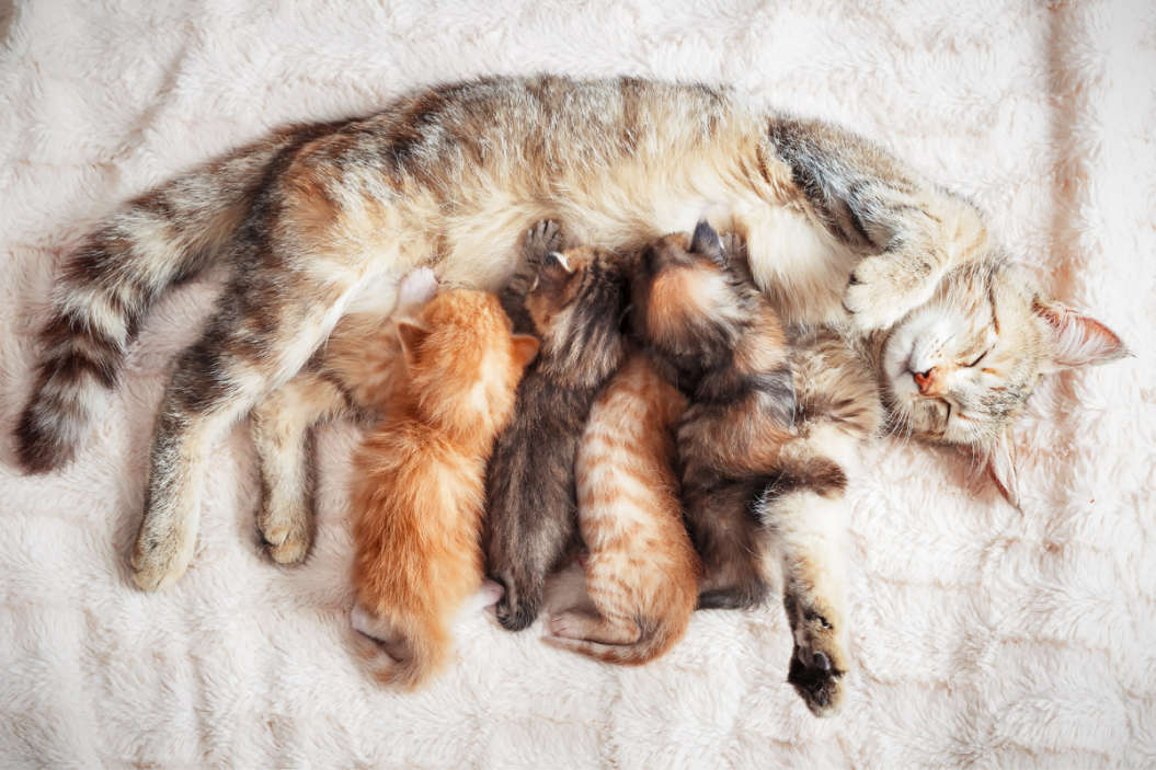 when can kittens leave their mom