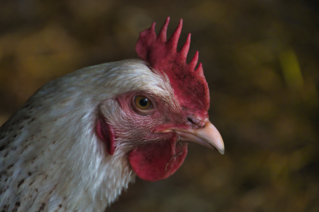 Sussex chicken sits idly in its coop.