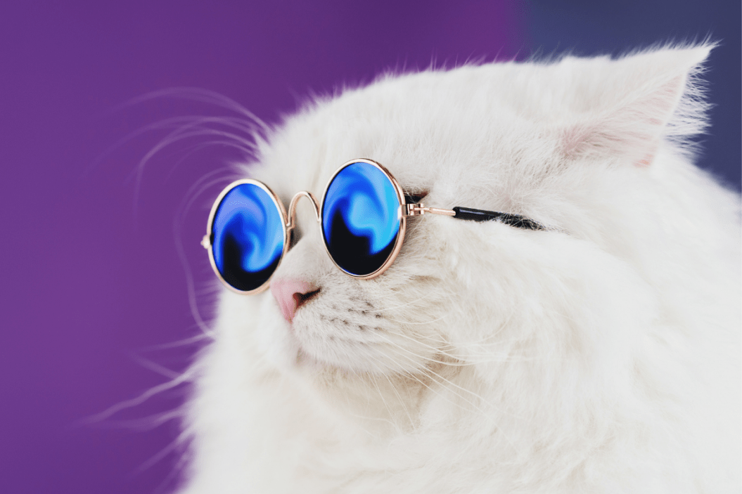 Fancy cat poses in its sunglasses.