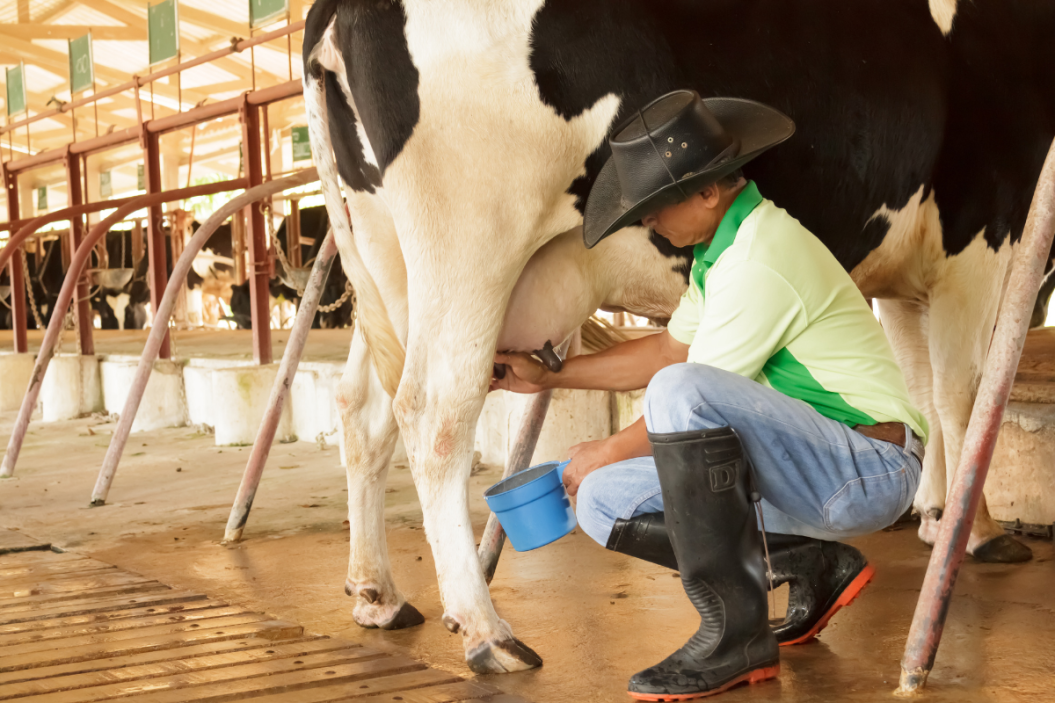 Farmer takes care of his cow's udders.