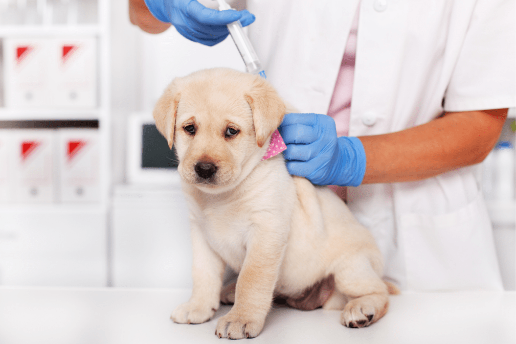 Puppy goes to the vet for shots.