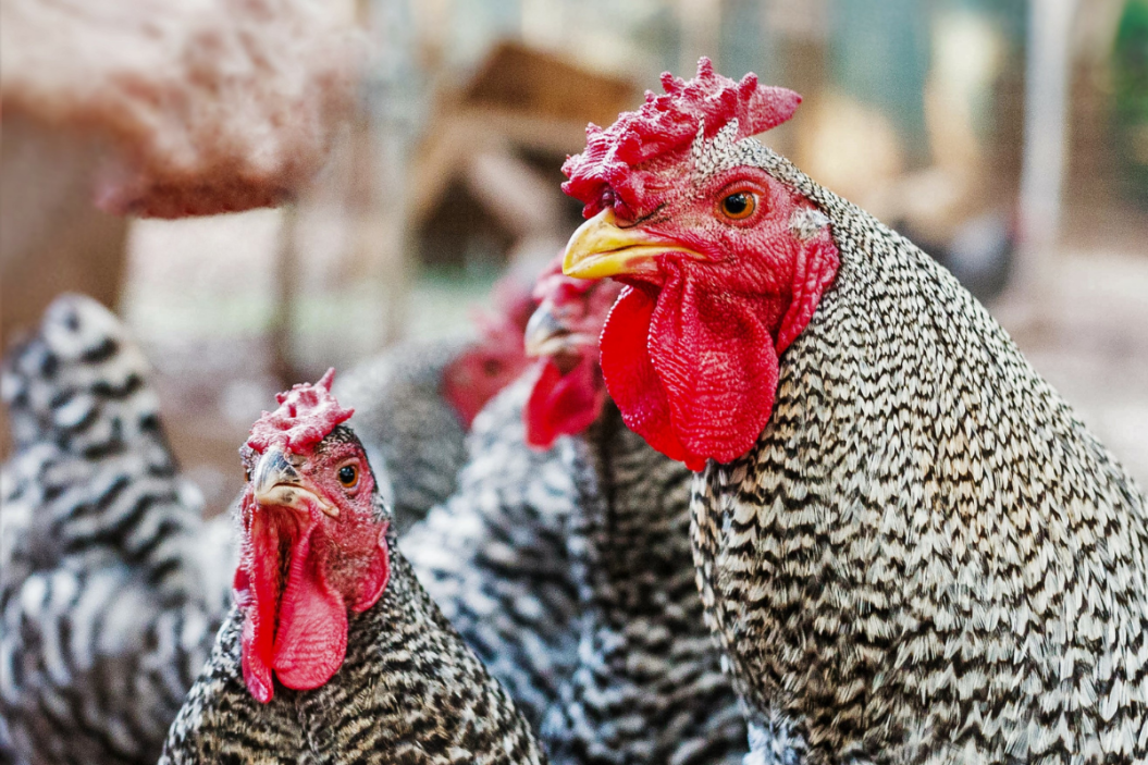 Pair of Dominique chickens standing around.