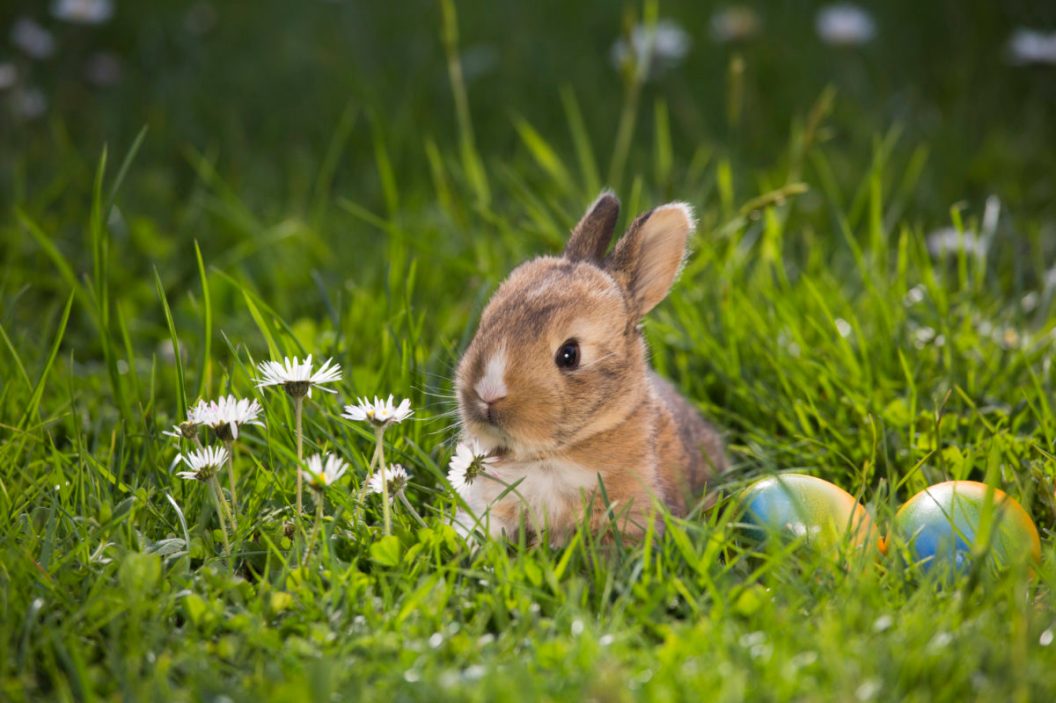 bunny with eggs