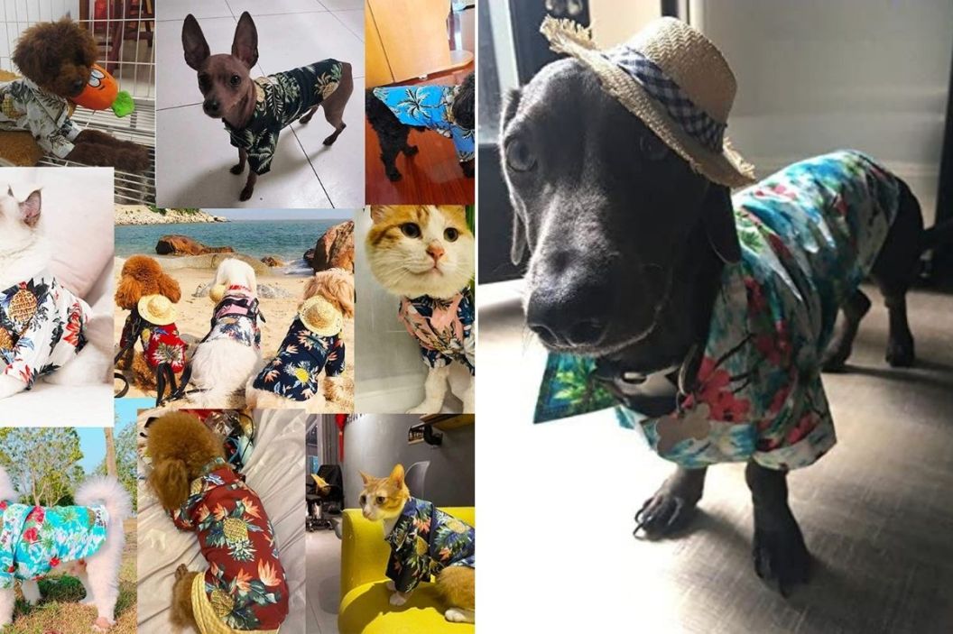 Hawaiian shirt for dog