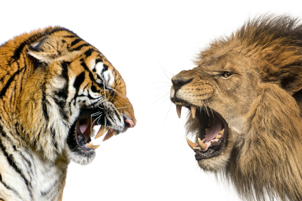 Lion vs Tiger go head to head.