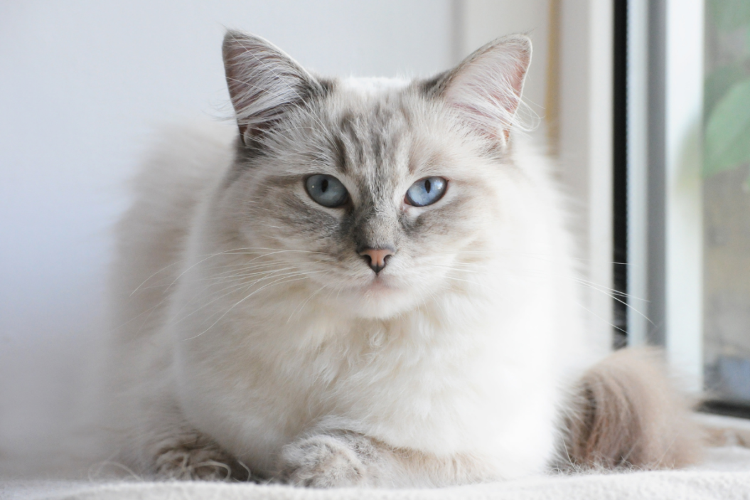 Hypoallergenic ragdoll cat sits by the window.