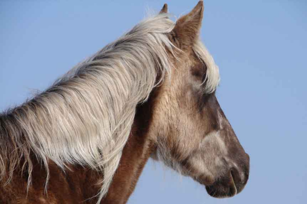 Rocky Mountain Horse looks into the distance
