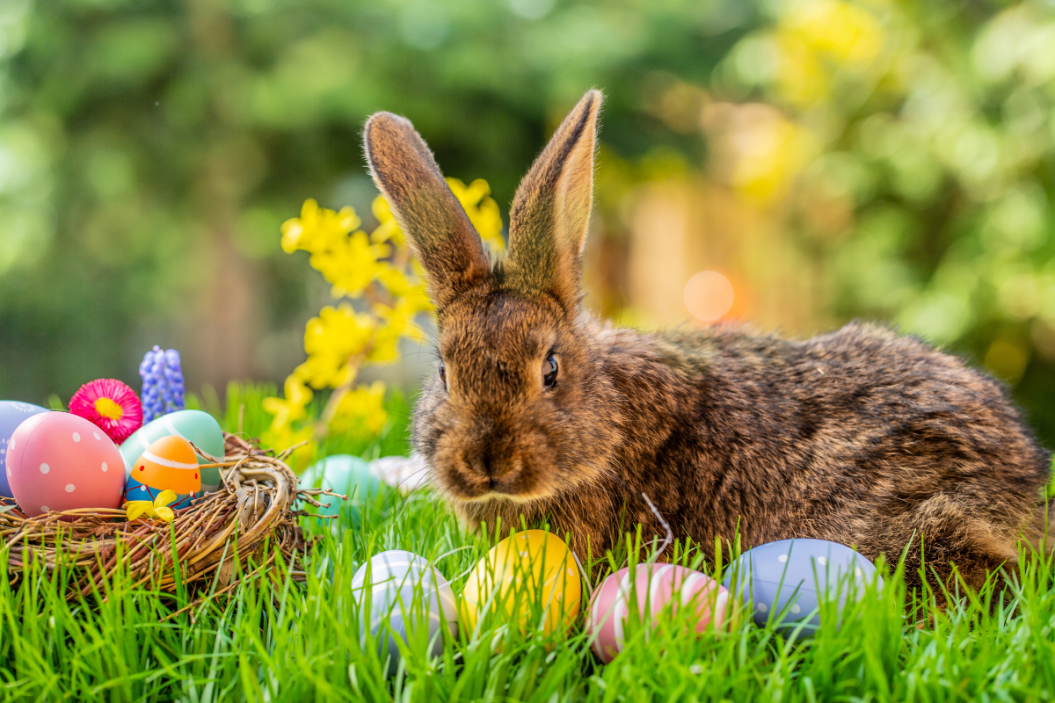 Bunny sits around Easter eggs.