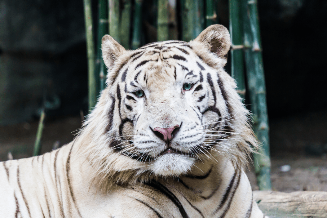 animals with down syndrome