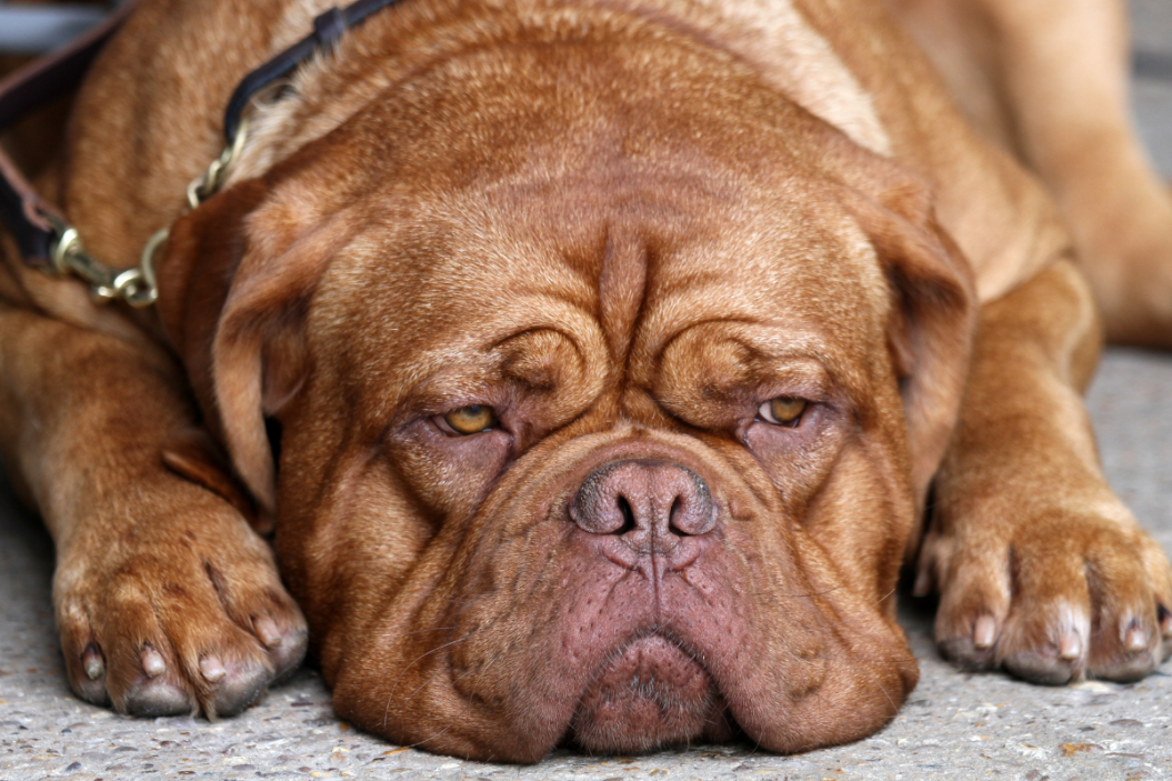 Dogue de bordeaux dog lays down.