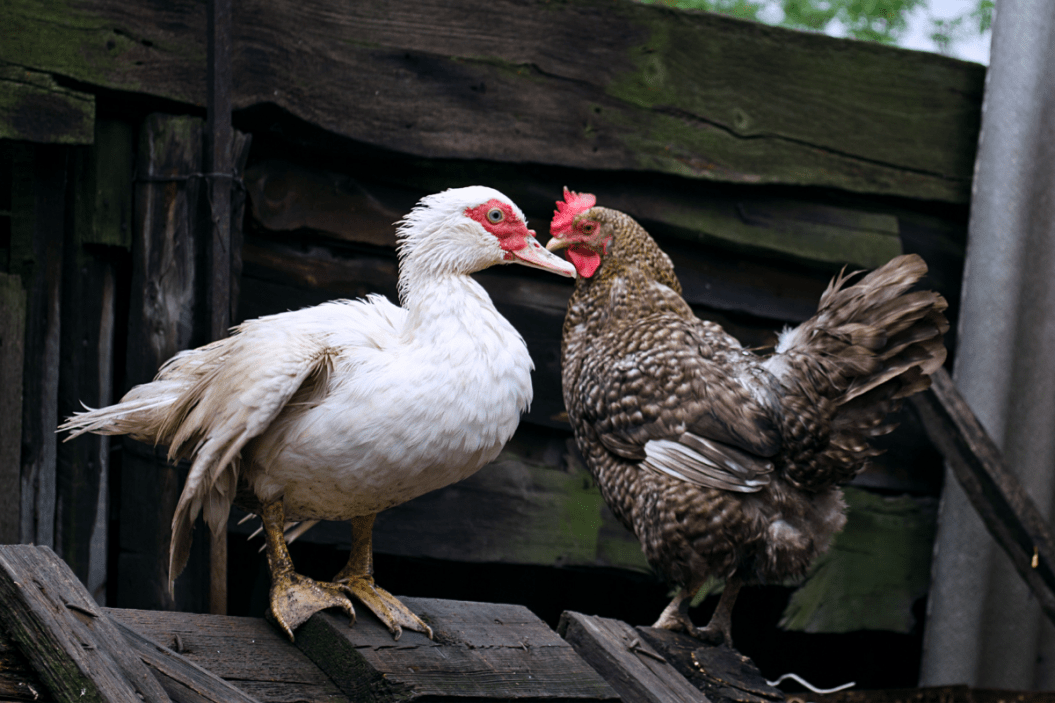 Duck and chicken together in the poultry yard.