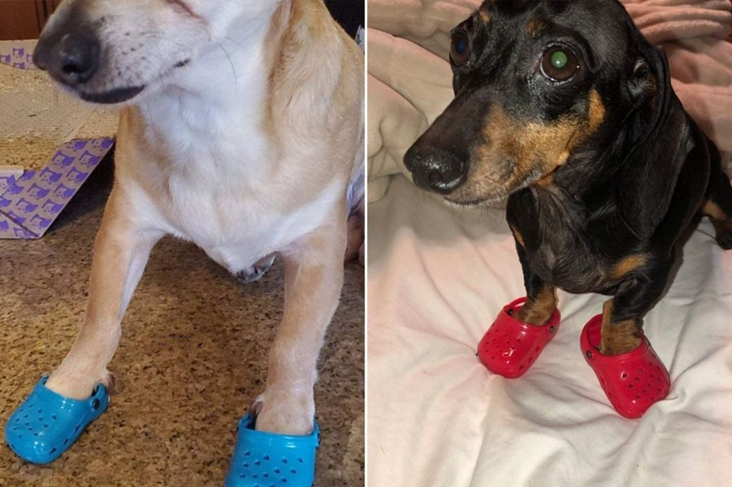 dog crocs