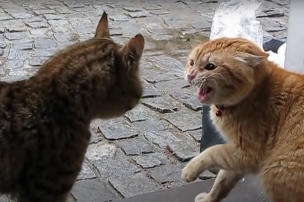 Angry cats square off in the street.