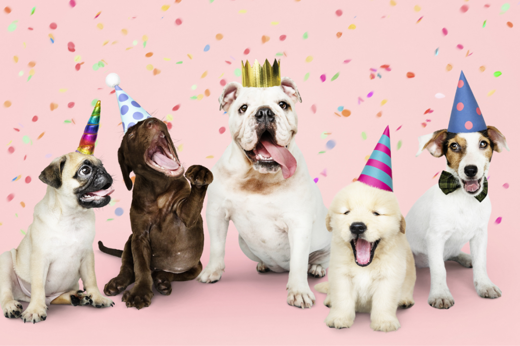 Dogs celebrate at a party.