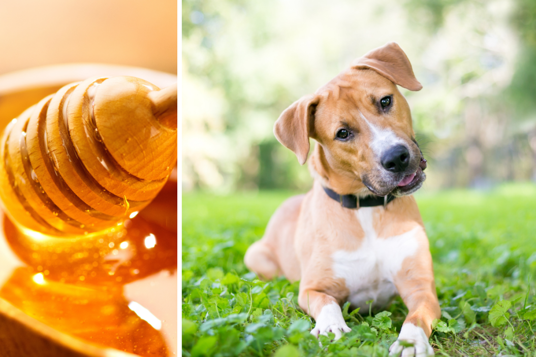 can dogs eat honey