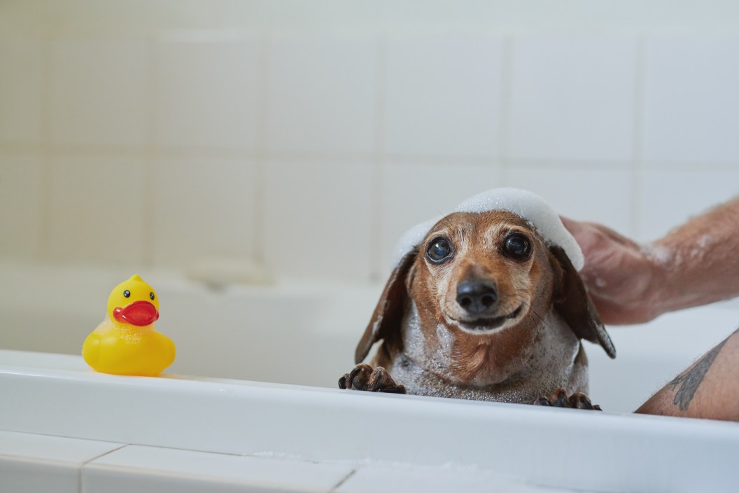 Getty Images: Adene Sanchez