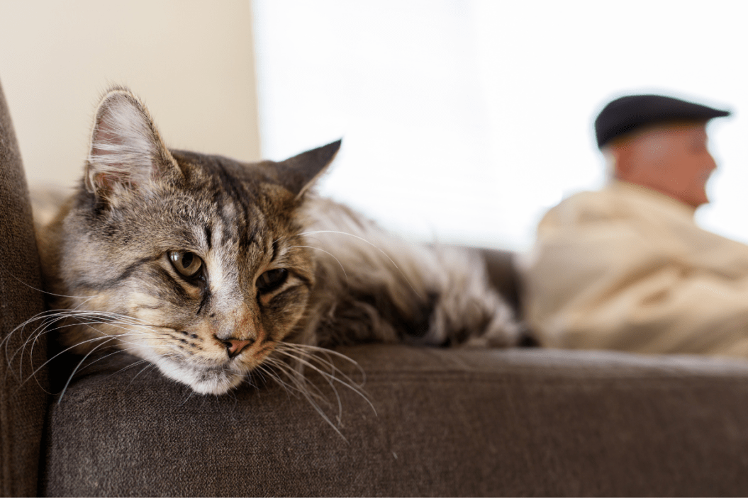 Old cat lays on the couch.