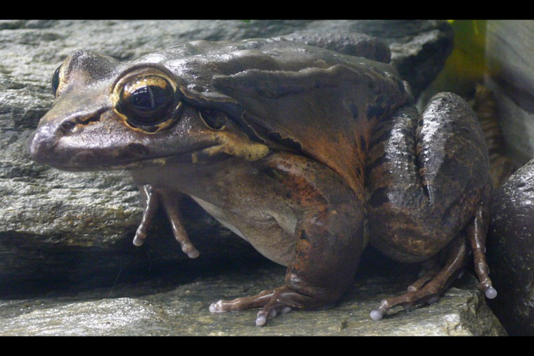 Close up of a mountain chicken frog.