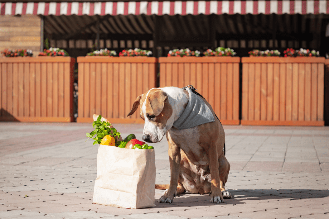 Can Dogs Eat Green Beans