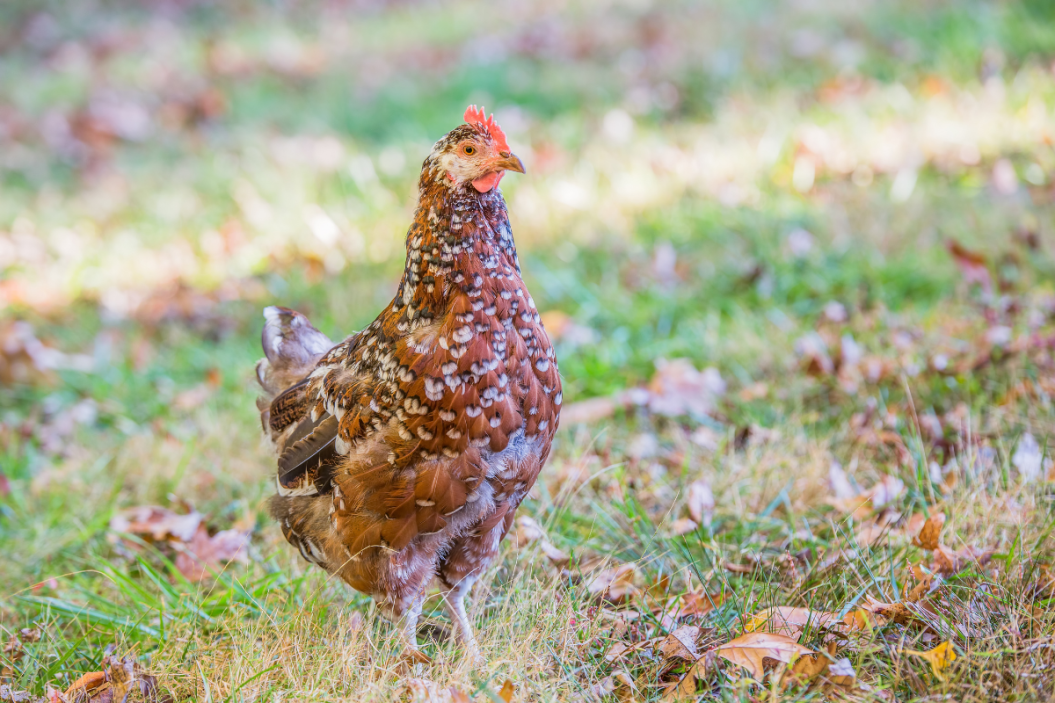 Speckled Sussex