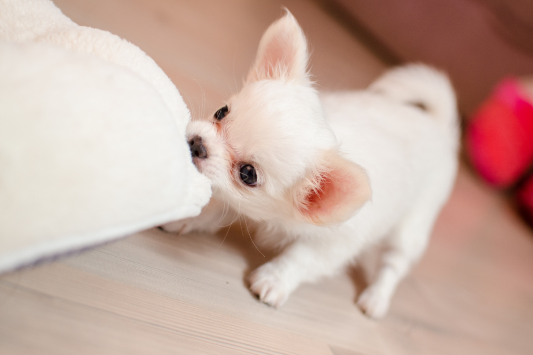 Types of Chihuahua