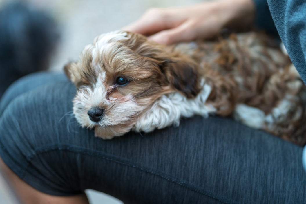 Havanese Puppy