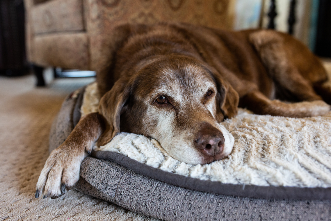Anaplasmosis in Dogs