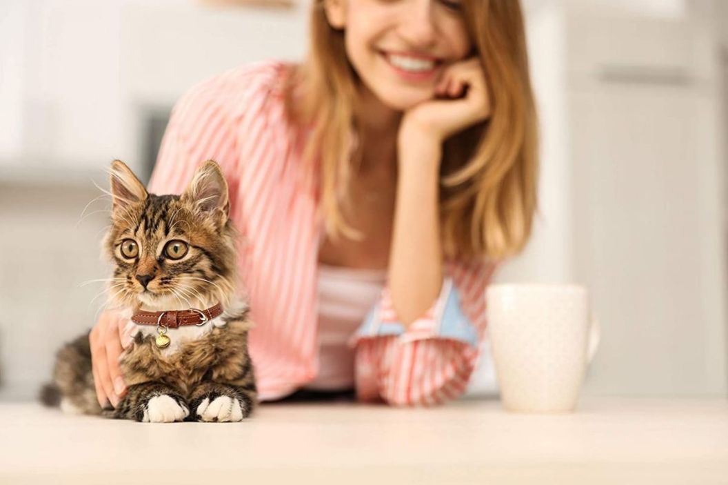 cat collar with bells