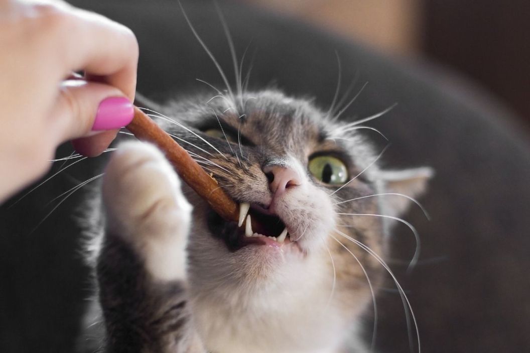 cat chew toy