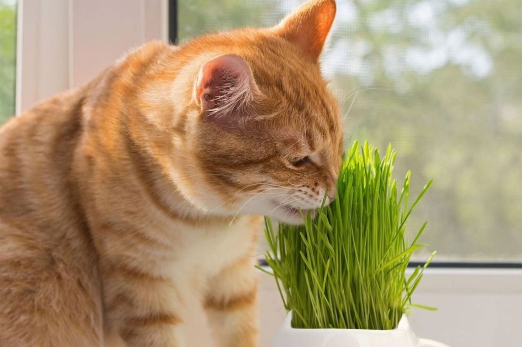 cat grass